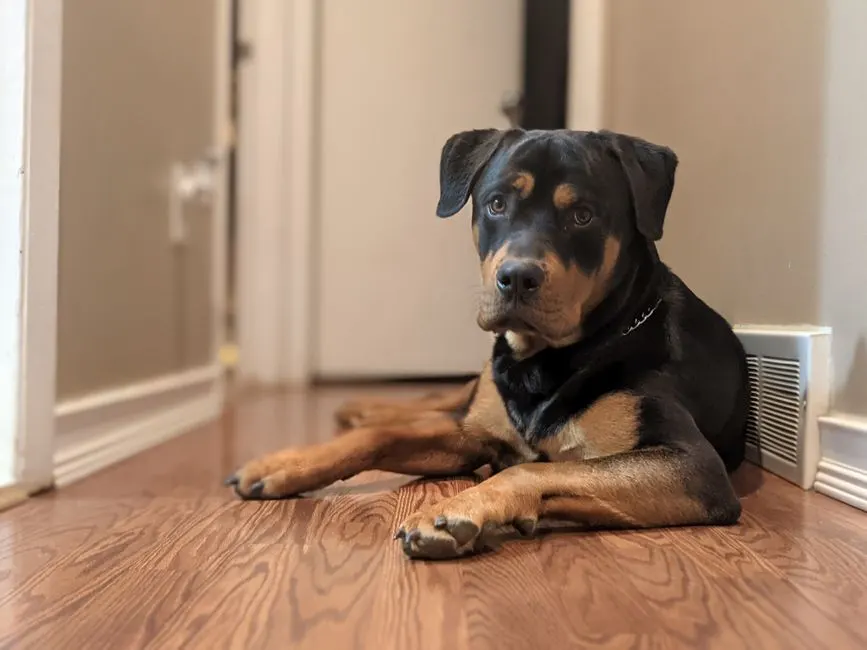 A calm Rottweiler dog lying on a wooden floor indoors, looking attentively.